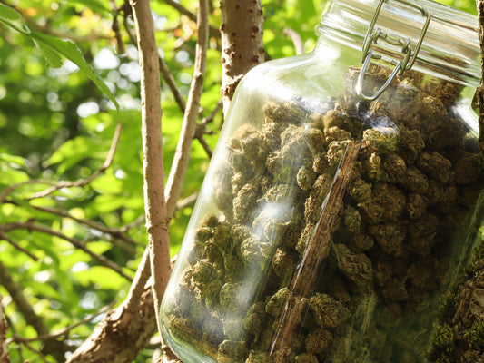 Le CBD : qu’est-ce que c’est, quels sont ses bienfaits et comment bien le choisir ?